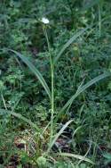 Bluejacket Spiderwort