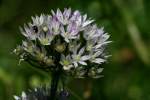 Wild Garlic