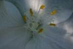 Bluejacket Spiderwort