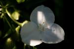 Bluejacket Spiderwort