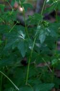 Black Snakeroot