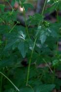 Black Snakeroot