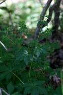 Black Snakeroot