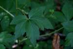 Black Snakeroot