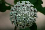 White Milkweed