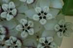 White Milkweed