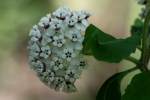 White Milkweed