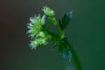 Black Snakeroot