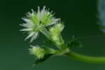 Black Snakeroot