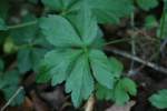 Black Snakeroot