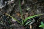 Spring Ladies' Tresses