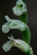 Spring Ladies' Tresses