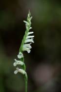 Spring Ladies' Tresses