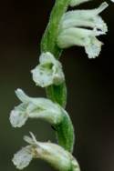 Spring Ladies' Tresses