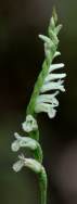 Spring Ladies' Tresses