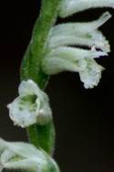 Spring Ladies' Tresses