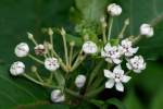 White Milkweed