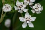 White Milkweed