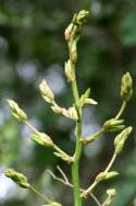 Louisiana Yucca