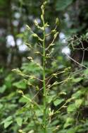 Louisiana Yucca