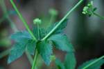 Black Snakeroot