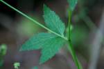 Black Snakeroot