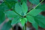 Black Snakeroot