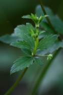 Black Snakeroot