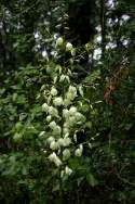 Louisiana Yucca