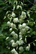 Louisiana Yucca