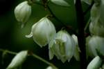 Louisiana Yucca