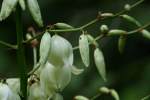 Louisiana Yucca