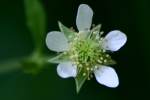 Wildflowers