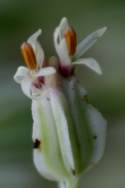 Prairie Plantain / Groovestem Indian Plaintain