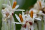 Prairie Plantain / Groovestem Indian Plaintain