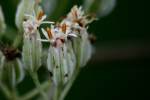 Prairie Plantain / Groovestem Indian Plaintain