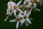 Prairie Plantain / Groovestem Indian Plaintain