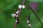 Prairie Plantain / Groovestem Indian Plaintain