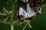 Prairie Plantain / Groovestem Indian Plaintain