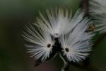 Prairie Plantain / Groovestem Indian Plaintain