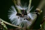 Prairie Plantain / Groovestem Indian Plaintain