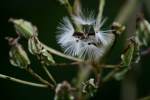 Prairie Plantain / Groovestem Indian Plaintain