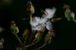 Prairie Plantain / Groovestem Indian Plaintain