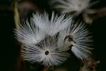 Prairie Plantain / Groovestem Indian Plaintain