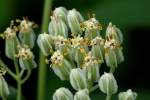 Prairie Plantain / Groovestem Indian Plaintain