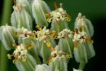 Prairie Plantain / Groovestem Indian Plaintain