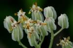 Prairie Plantain / Groovestem Indian Plaintain