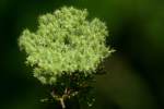 Queen Anne's Lace / Wild Carrot