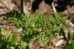 Queen Anne's Lace / Wild Carrot