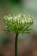 Queen Anne's Lace / Wild Carrot